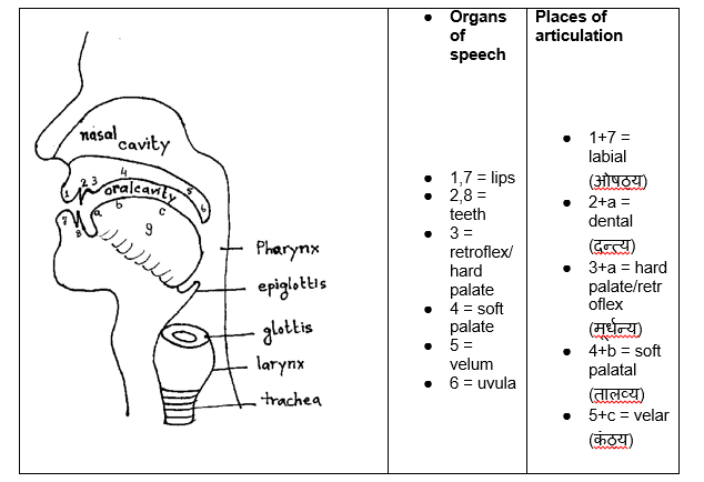 Figure 1: Places of Articulation
